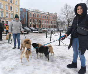 Spacer z pieskami w Lesznie