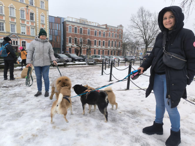 Spacer z pieskami w Lesznie