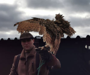 Ciri, Jaskier i Bilbo u sokolnika Bartosza Giwerskiego