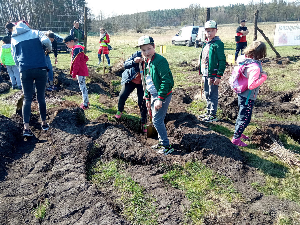 Akcja "Grudziądzanie sadzą las"!