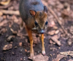 Myszojeleń z łódzkiego zoo potrzebuje imienia! Malec okazał się samiczką