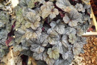 Żurawka ‘Silver Scrolls’  - Heuchera ‘Silver Scrolls’ 
