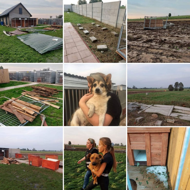 Trąba powietrzna przeszła przez schronisko dla psów. Psiakom na szczęście nic się nie stało, straty materialne są niestety duże