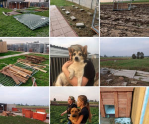 Trąba powietrzna przeszła przez schronisko dla psów. Psiakom na szczęście nic się nie stało, straty materialne są niestety duże