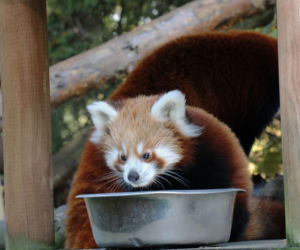 Chorzów: Otwarcie zoo i OGROMNA kolejka! Każdy chce zobaczyć pingwiny