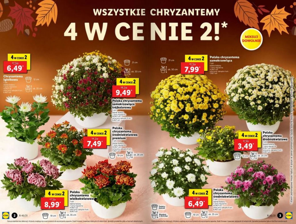 Chryzantemy