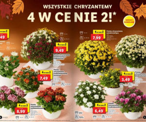 Chryzantemy