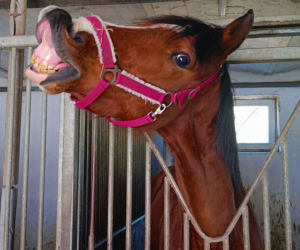 Konna święconka w Szczecinie