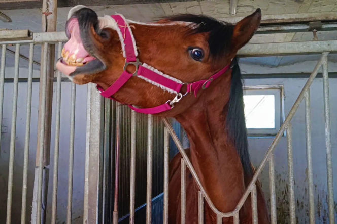 Konna święconka w Szczecinie