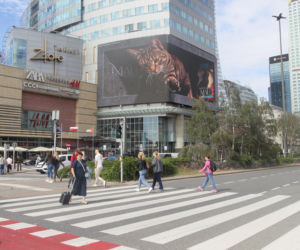 Kot na ekranie reklamowym LED Warsaw STAGE na wieżowcu Skylight