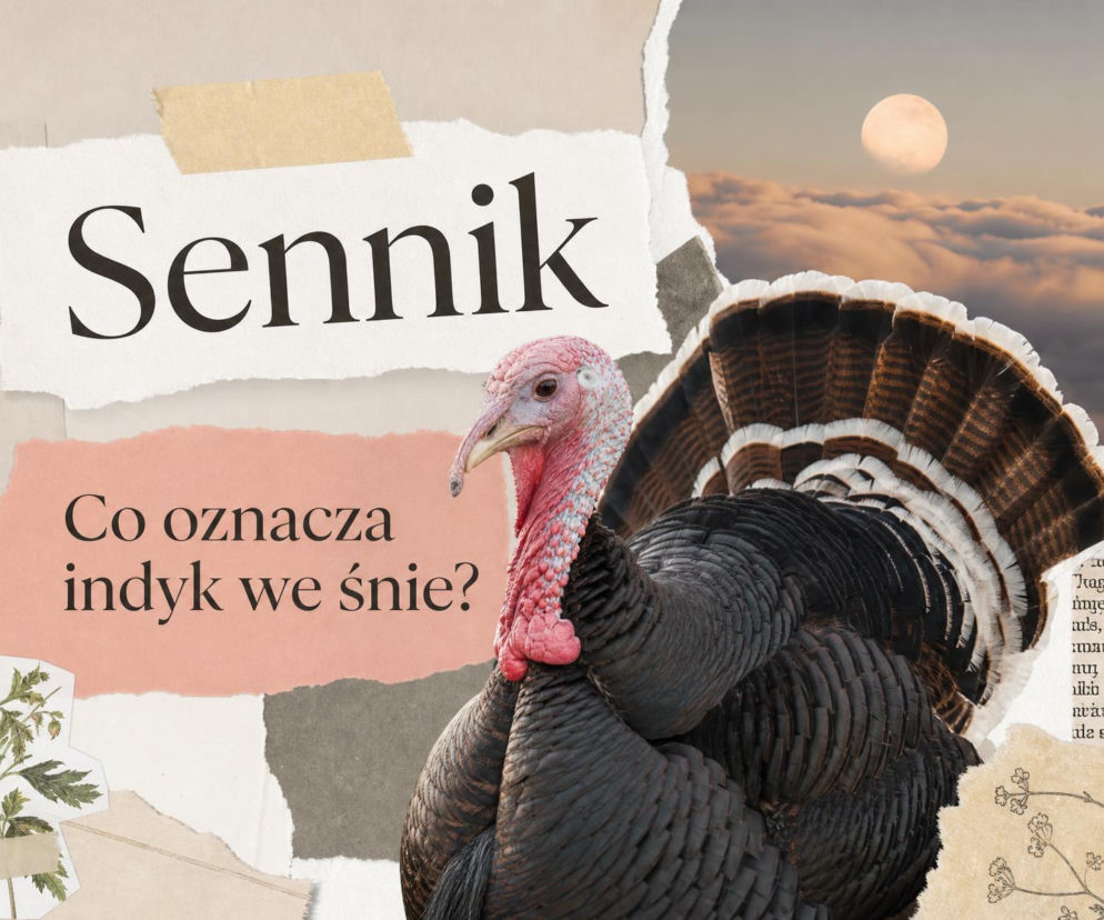 Indyk z rozłożonym ogonem na tle nieba z księżycem. O znaczeniu snu o indyku przeczytasz na SE.