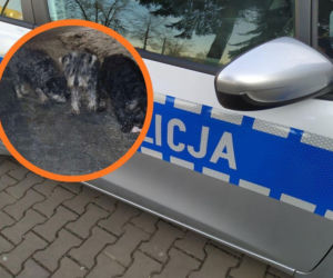 Kilkanaście psów porzuconych nocą przy drodze. Policja szuka sprawcy bestialskiego czynu