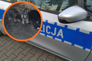 Kilkanaście psów porzuconych nocą przy drodze. Policja szuka sprawcy bestialskiego czynu