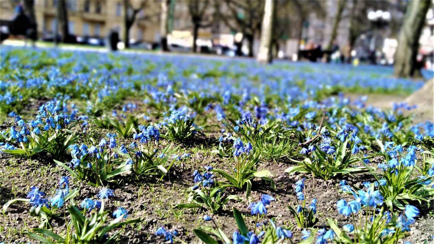 Cebulice w Szczecinie