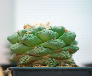 Ariocarpus fissuratus