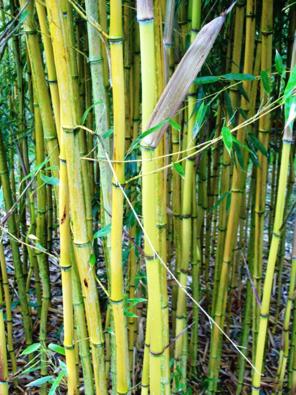 Fylostachys złotobruzdowy ‘Aureocaulis’