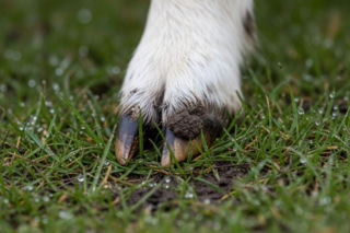 Kulawka zakaźna owiec to nie wina mokrego pastwiska? Sprawdź, co naprawdę zagraża twojemu stadu