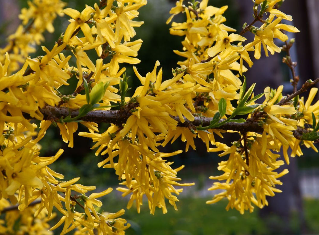 Forsycja
