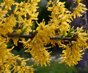 Forsycja