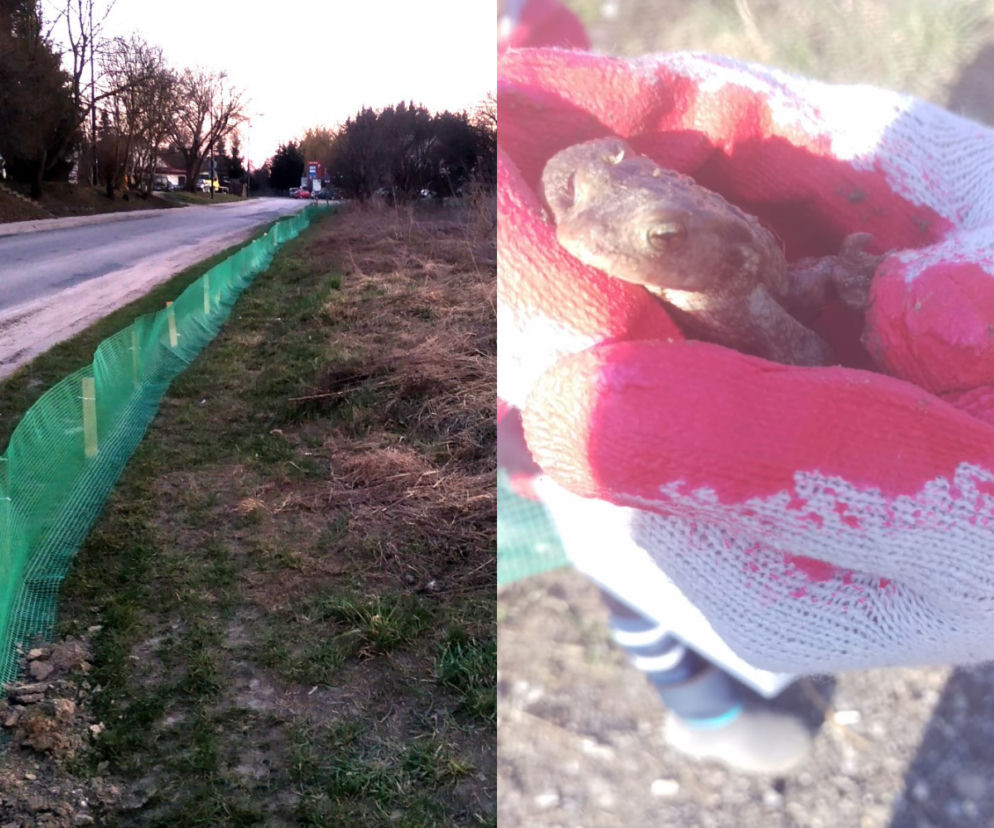 Lublin włącza się w akcję ratowania żab