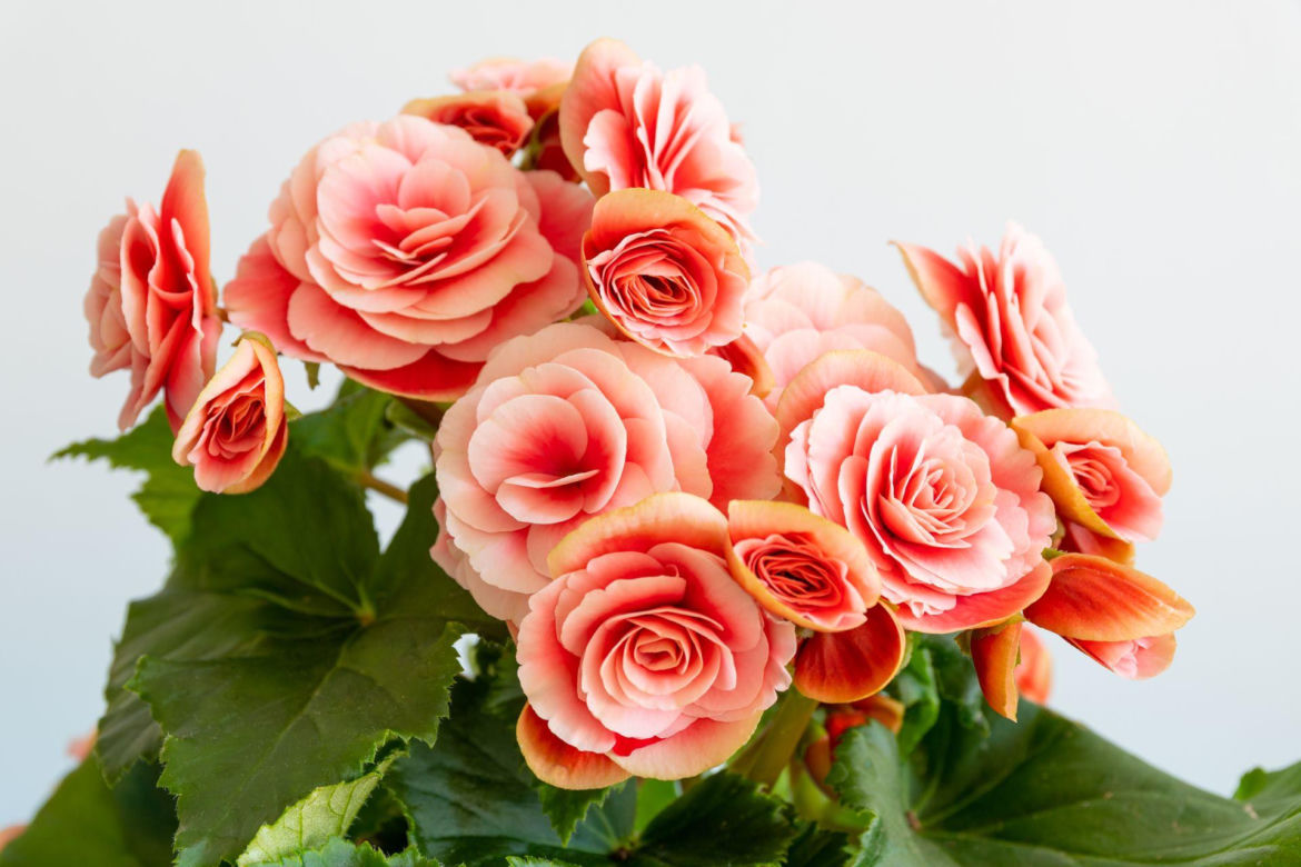 Begonia zimowa