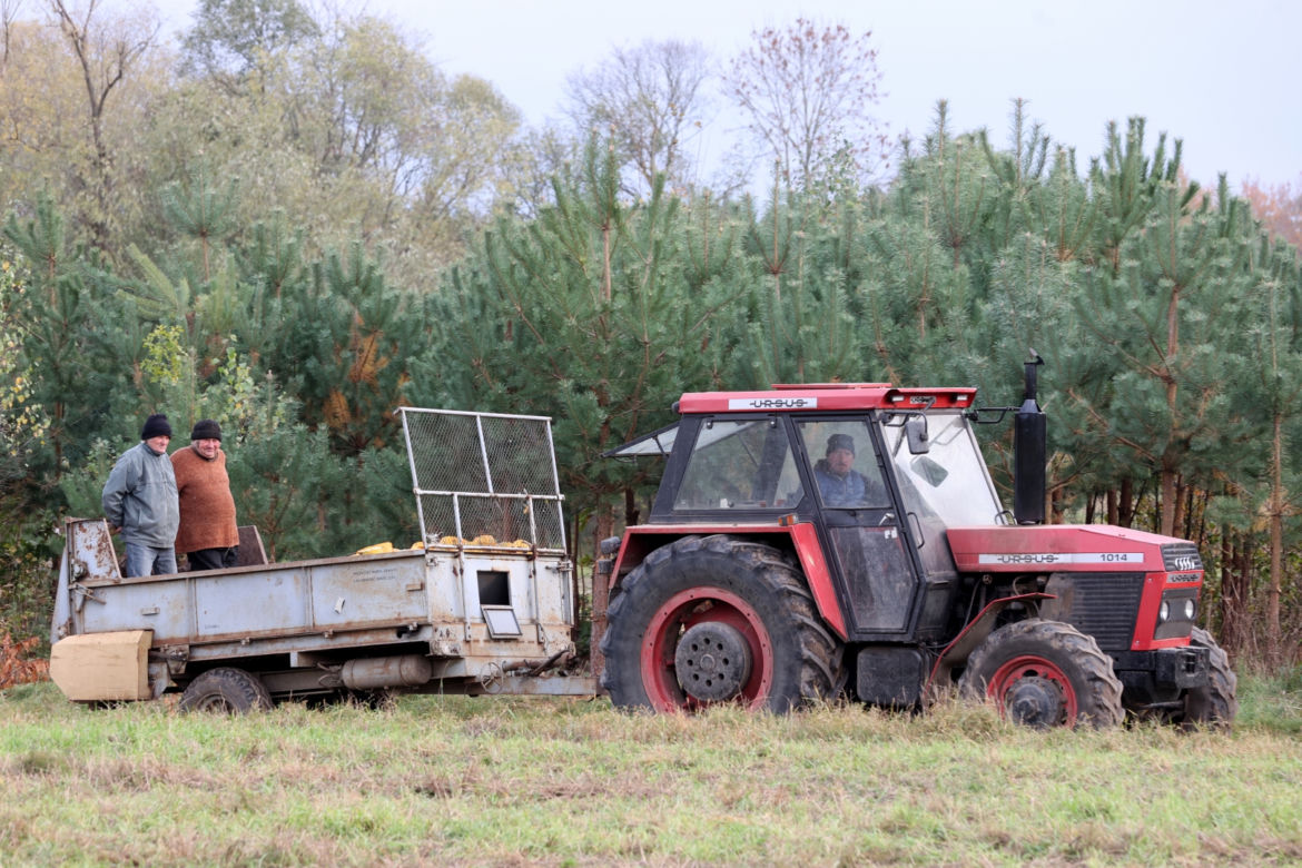 Rolnicy. Podlasie. Gienek, Andrzej i Sławek w Deniskach. Odbierają dynie