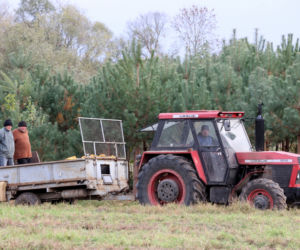 Rolnicy. Podlasie. Gienek, Andrzej i Sławek w Deniskach. Odbierają dynie