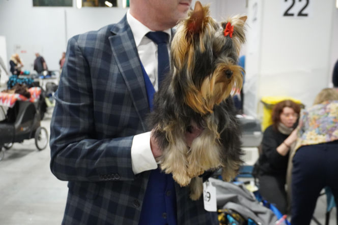 Międzynarodowa Wystawa Psów Rasowych Duo Cacib Kielce 2025