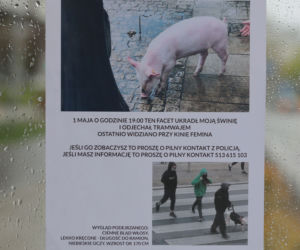 Świnia skradziona w centrum Warszawy