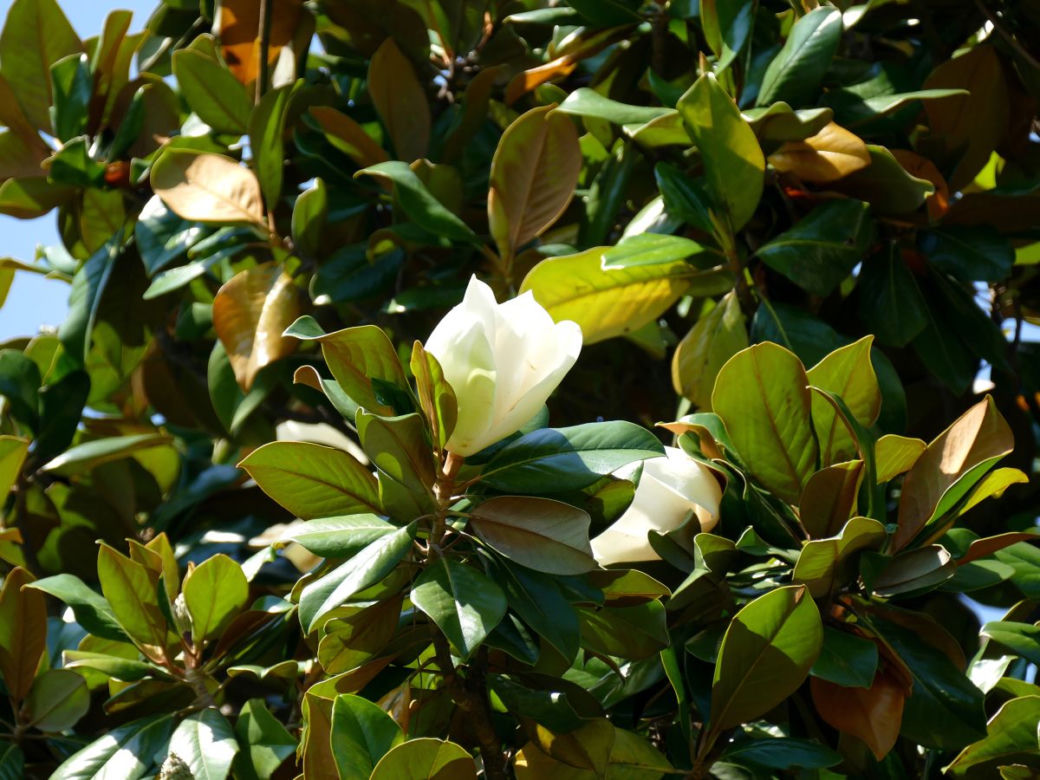 Magnolia wielkokwiatowa