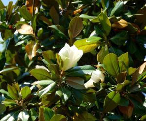 Magnolia wielkokwiatowa