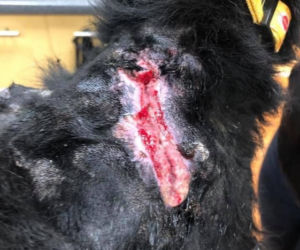 Potworne MĘKI Billy'ego z Głogówka. Psiak cierpiał przez 4 lata [ZDJĘCIA]