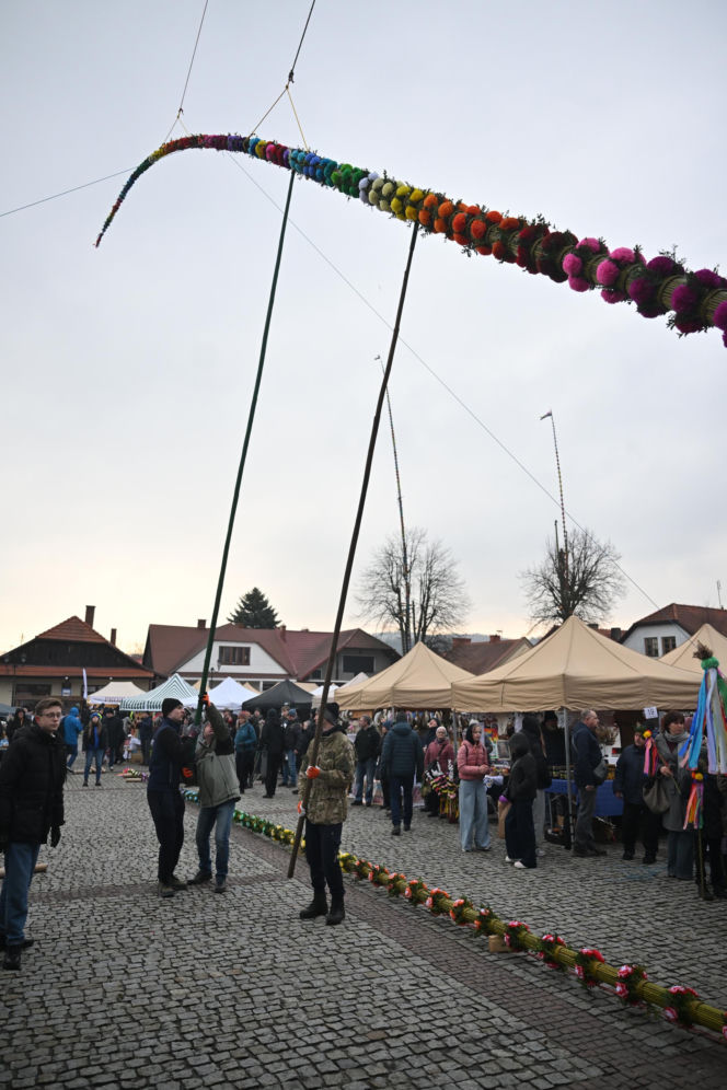 35 metrów i 80 centymetrów liczy palma, która zwyciężyła tegoroczny konkurs palm w Lipnicy Murowanej