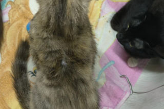 Piekło za zamkniętymi drzwiami. 18 zwierząt żyło wśród robactwa i śmieci!