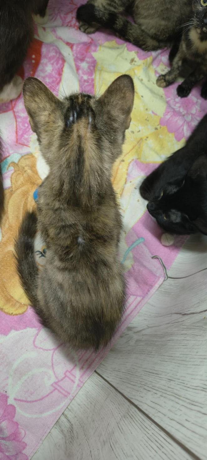 Piekło za zamkniętymi drzwiami. 18 zwierząt żyło wśród robactwa i śmieci!