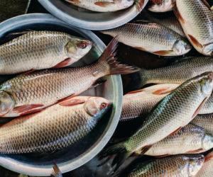 Nie tylko karp! Te gatunki ryb od kujawsko-pomorskich hodowców również nadają się na świąteczny stół. Ile za nie zapłacimy? Sprawdziliśmy