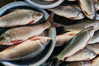 Nie tylko karp! Te gatunki ryb od kujawsko-pomorskich hodowców również nadają się na świąteczny stół. Ile za nie zapłacimy? Sprawdziliśmy