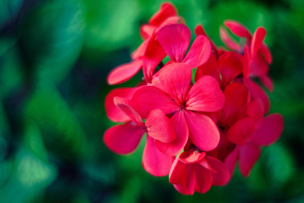 Pelargonie – klasyka balkonowa, która nie zawodzi