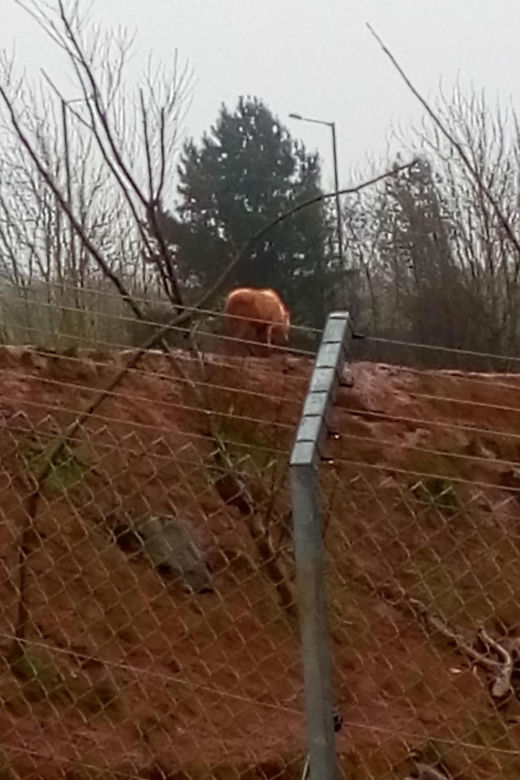 Horror w zoo. 500 martwych zwierząt, boksy tak małe, że nie da się ruszać, zakrwawione kapibary