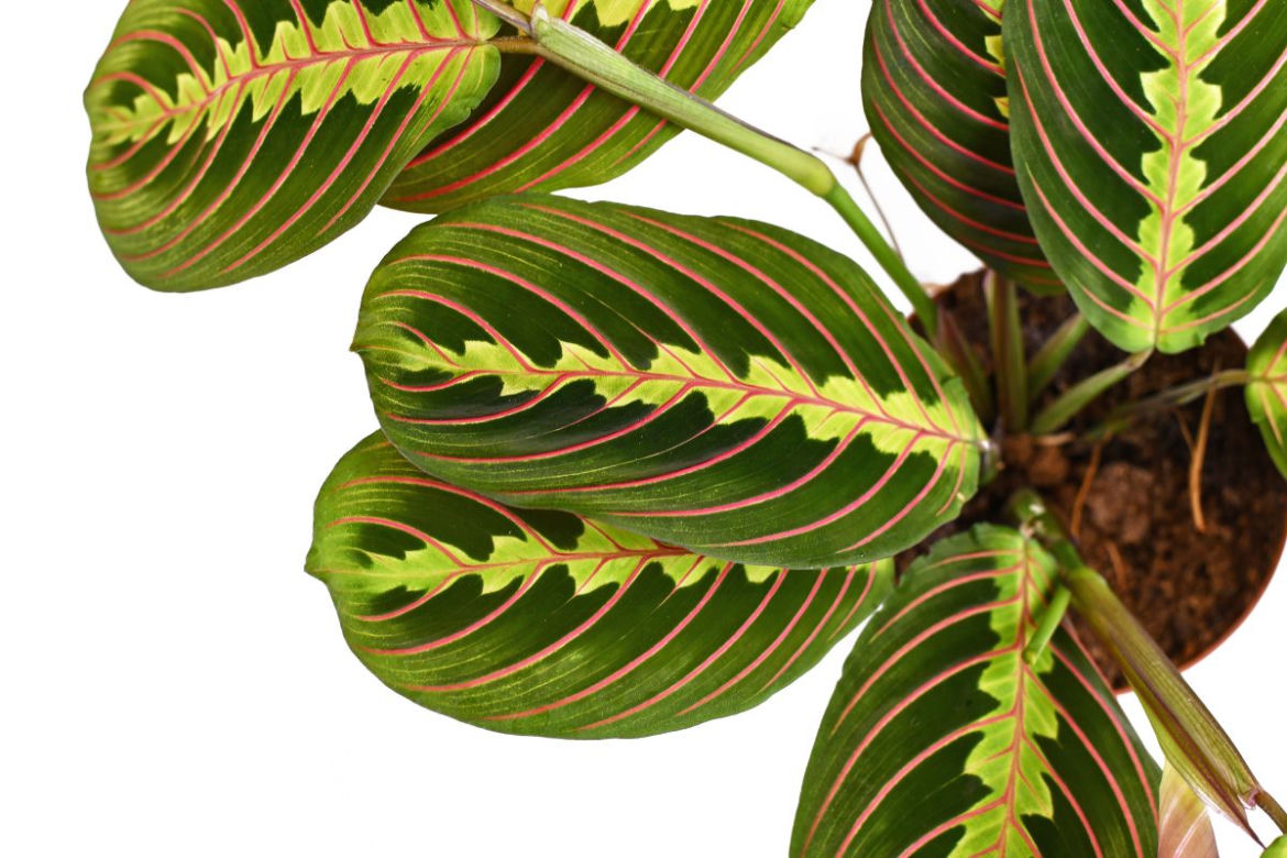 Maranta leuconeura 'Fascinator Tricolor'