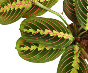 Maranta leuconeura 'Fascinator Tricolor'