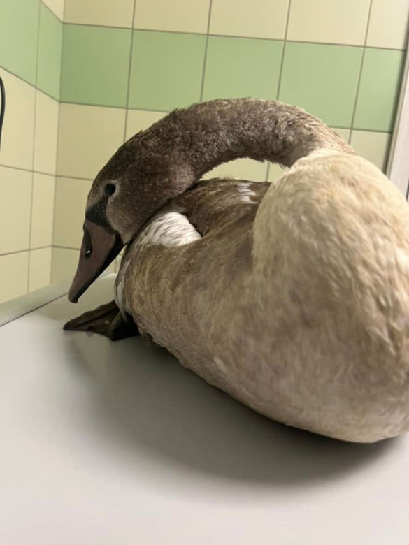Łabędź połknął haczyk wędkarski [GALERIA]