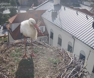 Przygodzica. Jest bocian! Zostanie na sezon?