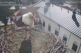 Przygodzice. Jest bocian! Zostanie na sezon?