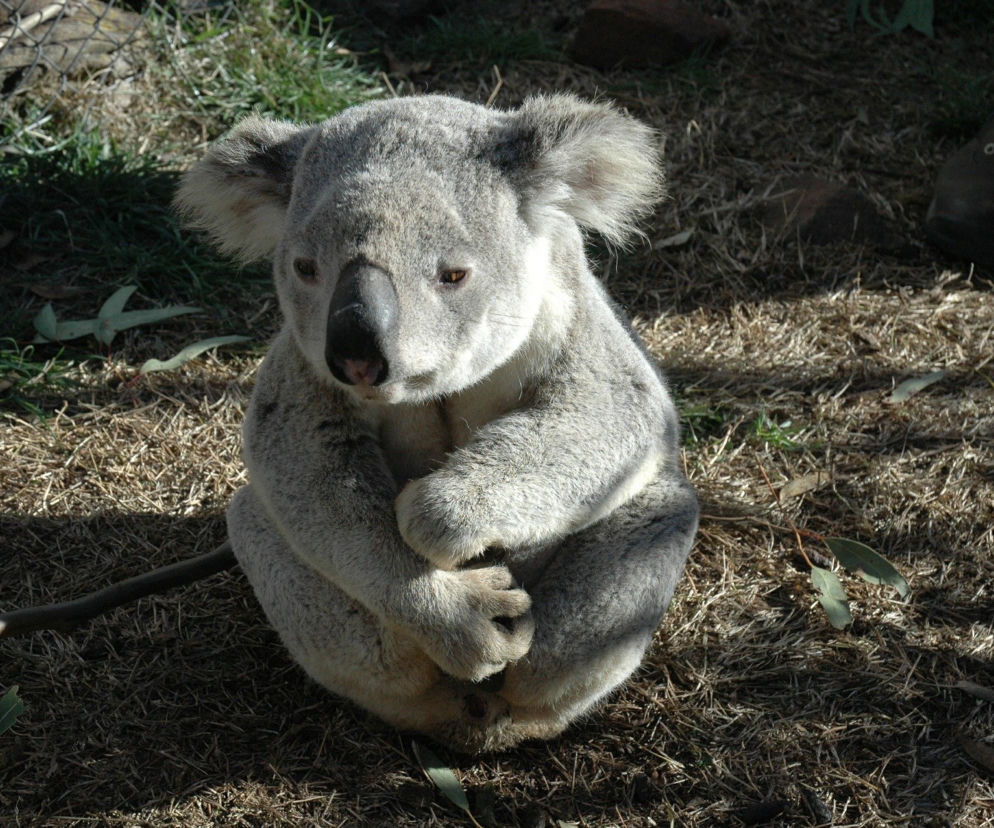 Koala adoptowany przez uczniów