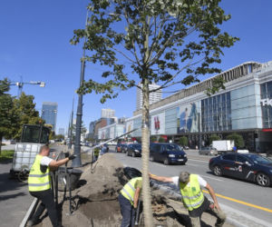 Trzaskowski z łopata w centrum miasta