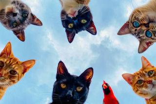 Wielki przegląd promocji na Dzień Kota 2026