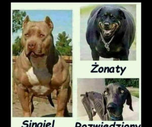 dzień singla