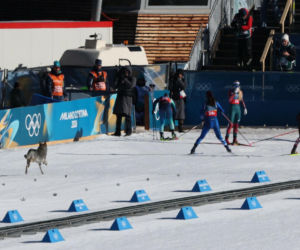 IO 2026: Zamieszanie na trasie biegu! Pies gonił zawodniczki na finiszu