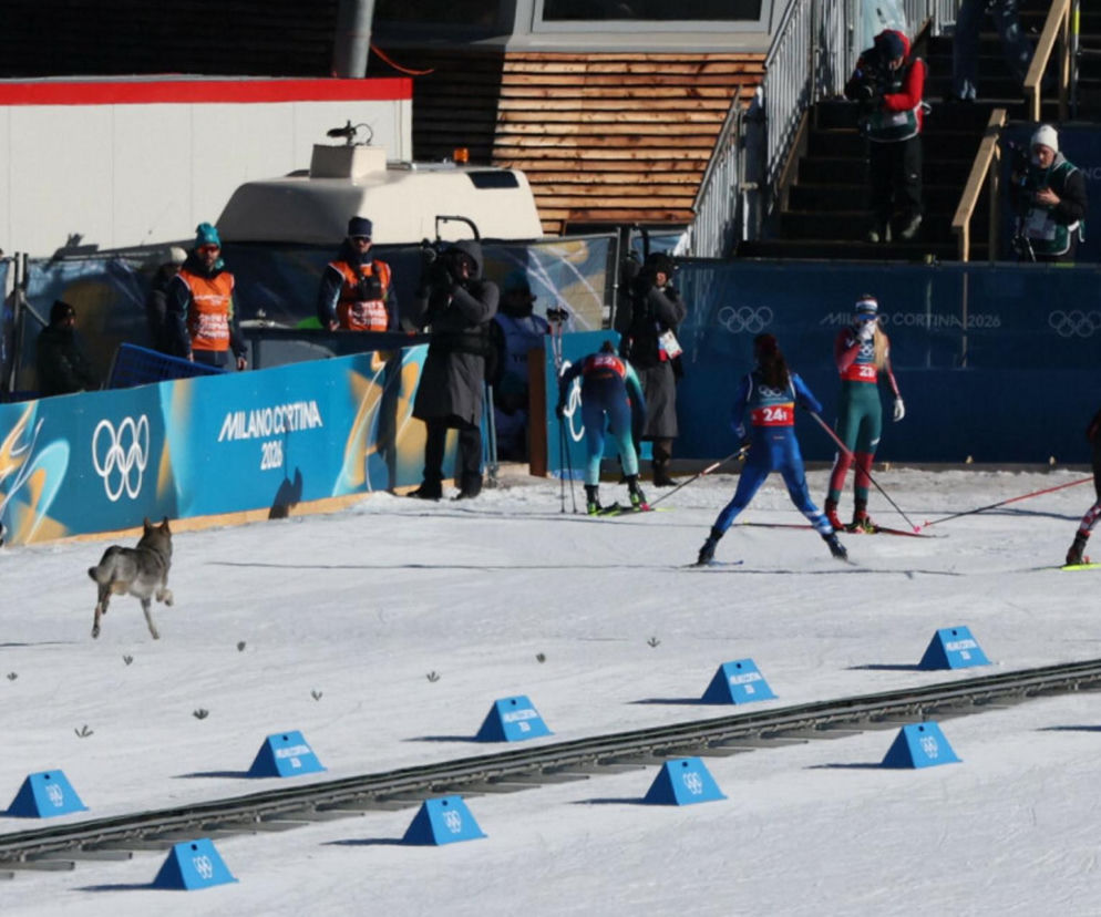 IO 2026: Zamieszanie na trasie biegu! Pies gonił zawodniczki na finiszu